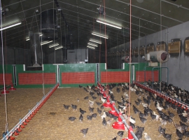 Paneltim panelen en roosters in een kippenkwekerij